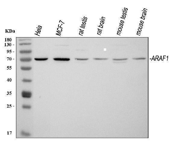 Anti-ARAF Antibody Picoband® Boster Bio