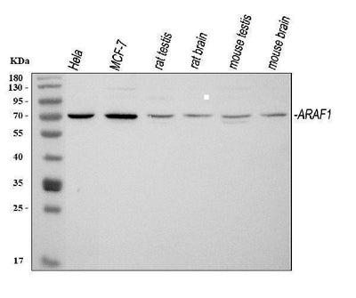 Anti-ARAF Antibody Picoband® Boster Bio