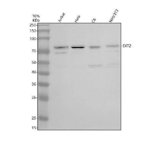 Anti-DHX16 Antibody Picoband® Boster Bio