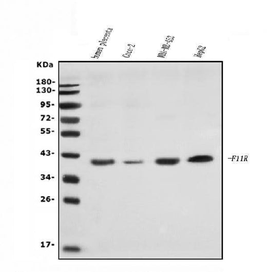Anti-JAM-A/F11R Antibody Picoband® Boster Bio