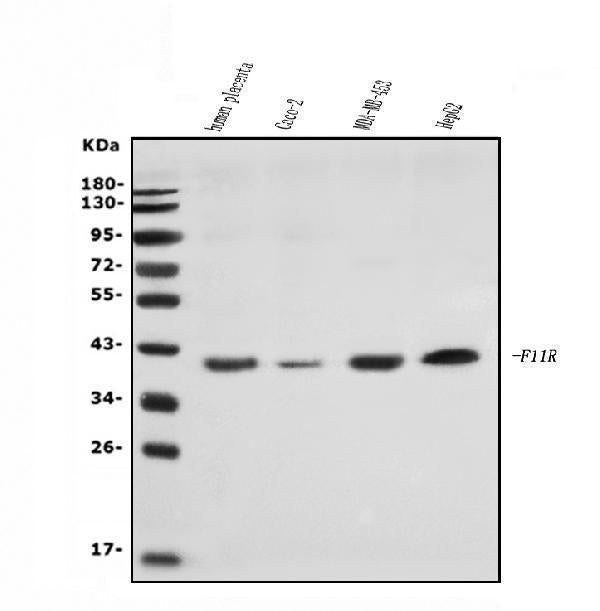 Anti-JAM-A/F11R Antibody Picoband® Boster Bio