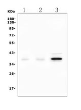 Anti-DAZL Picoband® Antibody Boster Bio