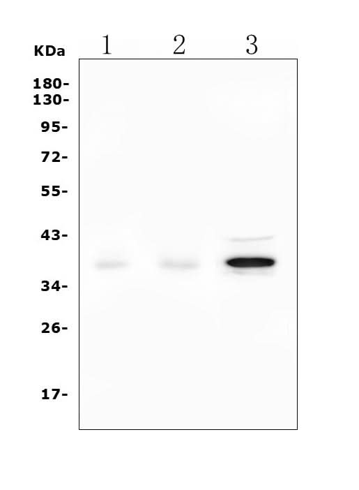 Anti-DAZL Picoband® Antibody Boster Bio