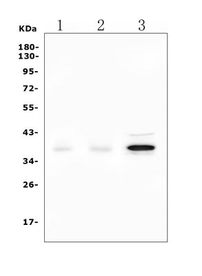 Anti-DAZL Picoband® Antibody Boster Bio