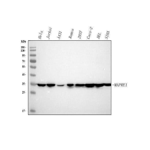Anti-EB1/MAPRE1 Antibody Picoband® Boster Bio