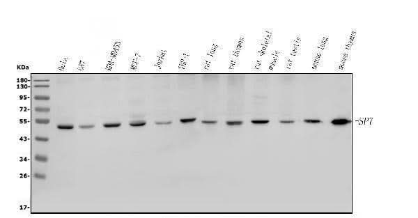 Anti-Sp7/Osterix Antibody Picoband® Boster Bio