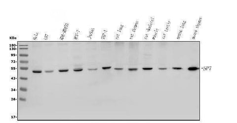 Anti-Sp7/Osterix Antibody Picoband® Boster Bio