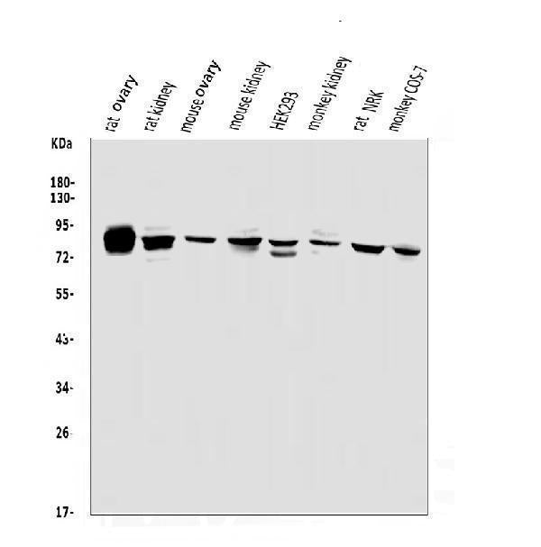 Anti-PHEX Antibody Picoband® Boster Bio