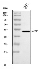Anti-PAP/ACP3 Antibody Picoband® Boster Bio