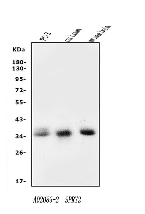 Anti-Spry-2/SPRY2 Antibody Picoband® Boster Bio