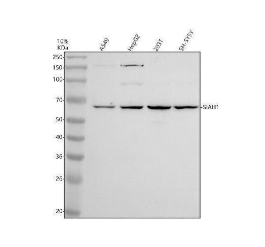 Anti-SIAH1 Antibody Picoband® Boster Bio
