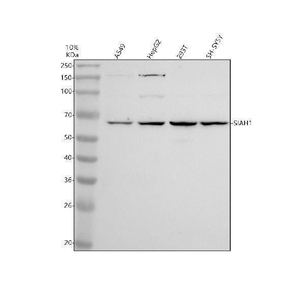 Anti-SIAH1 Antibody Picoband® Boster Bio