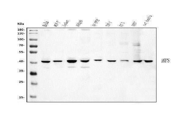 Anti-DHPS/DHS Antibody Picoband® Boster Bio