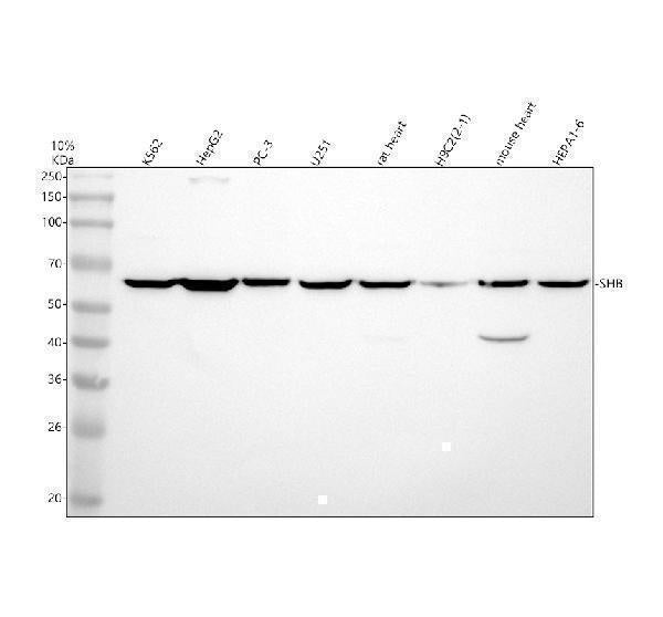 Anti-SHB Antibody Picoband® Boster Bio