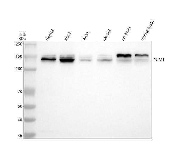 Anti-PUM1 Antibody Picoband® Boster Bio