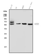 Anti-CD73/Nt5e Antibody Picoband® Boster Bio