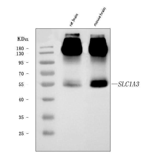 Anti-EAAT1/SLC1A3 Antibody Picoband® Boster Bio