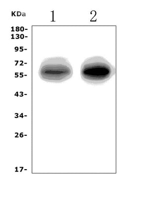Anti-EAAT1/SLC1A3 Picoband® Antibody Boster Bio