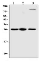 Anti-TREM1 Antibody Picoband® Boster Bio