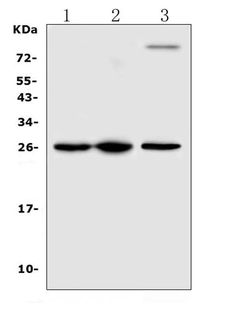 Anti-TREM1 Antibody Picoband® Boster Bio