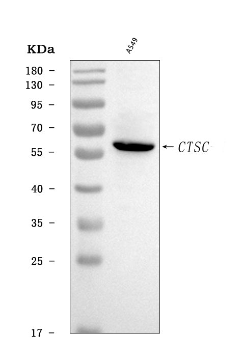 Anti-CTSC Antibody Picoband® Boster Bio