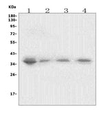 Anti-XRCC2 Antibody Picoband® Boster Bio
