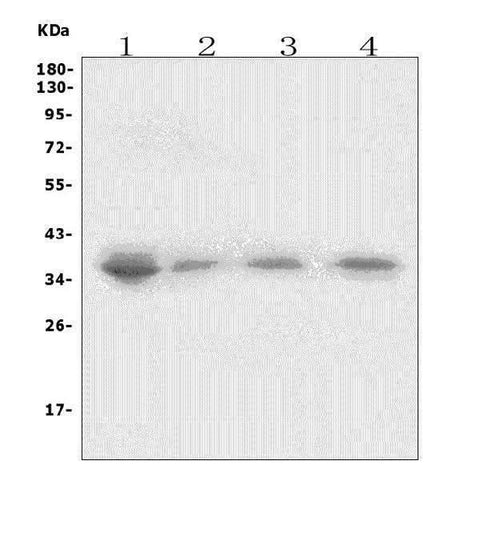 Anti-XRCC2 Antibody Picoband® Boster Bio
