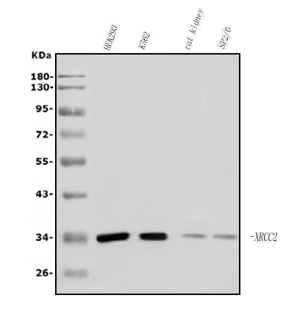 Anti-XRCC2 Antibody Picoband® Boster Bio