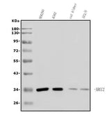 Anti-XRCC2 Antibody Picoband® Boster Bio
