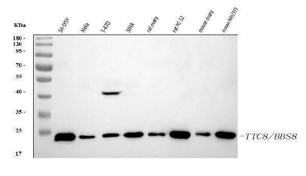 Anti-BBS8/TTC8 Antibody Picoband® Boster Bio