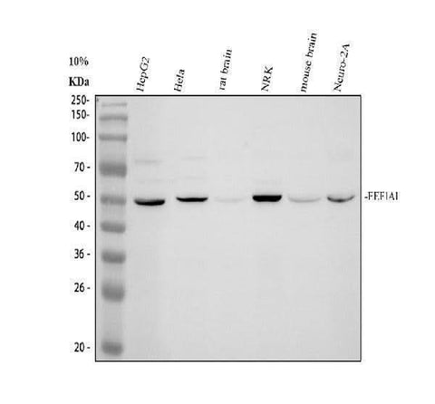 Anti-ACAA1 Antibody Picoband® Boster Bio