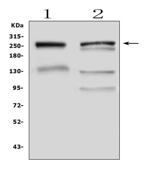 Anti-Gastric Mucin/MUC6 Antibody Picoband® Boster Bio