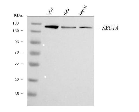 Anti-SMC1A Antibody Picoband® Boster Bio