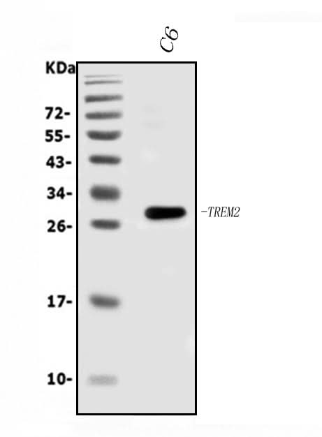 Anti-Trem2 Antibody Picoband® Boster Bio