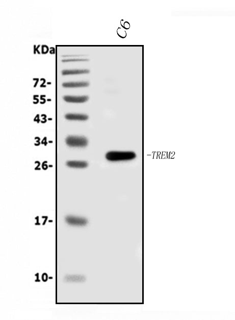 Anti-Trem2 Antibody Picoband® Boster Bio