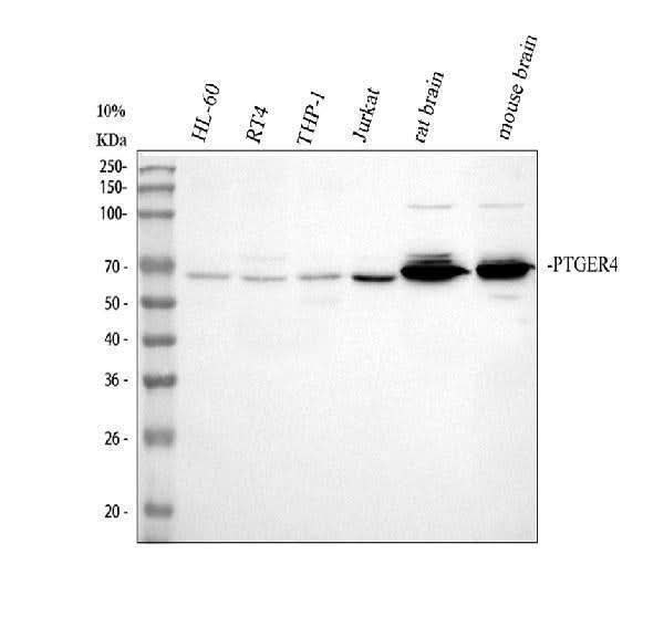 Anti-Prostaglandin E Receptor EP4/PTGER4 Antibody Picoband® Boster Bio