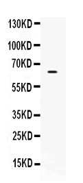 Anti-CKAP4 Antibody Picoband® Boster Bio