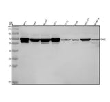 Anti-CKAP4 Antibody Picoband® Boster Bio