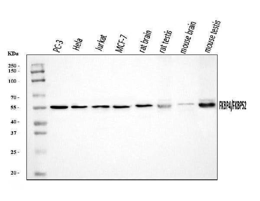 Anti-FKBP52/FKBP4 Antibody Picoband® Boster Bio