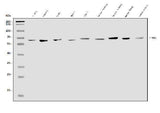 Anti-EHD1 Antibody Picoband® Boster Bio