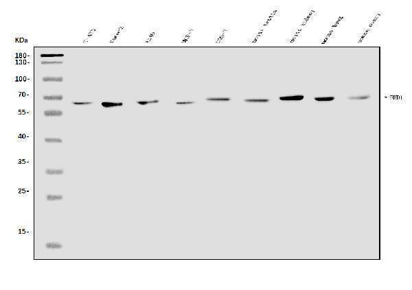 Anti-EHD1 Antibody Picoband® Boster Bio