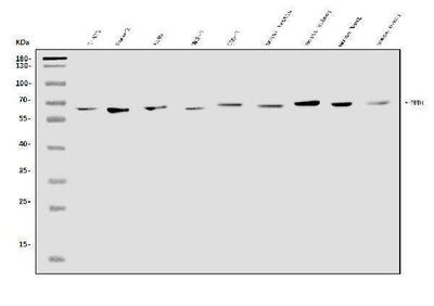 Anti-EHD1 Antibody Picoband® Boster Bio