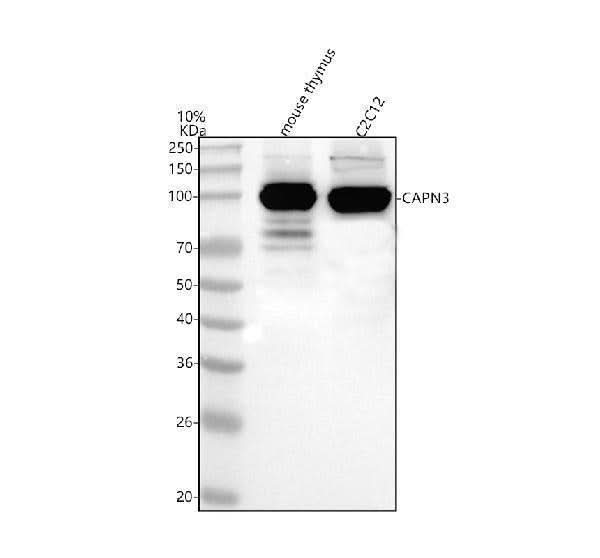 Anti-Calpain 3/CAPN3 Antibody Picoband® Boster Bio