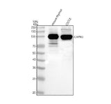 Anti-Calpain 3/CAPN3 Antibody Picoband® Boster Bio