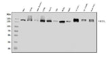 Anti-DCTN1/p150-glued Antibody Picoband® Boster Bio