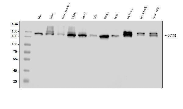 Anti-DCTN1/p150-glued Antibody Picoband® Boster Bio