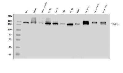 Anti-DCTN1/p150-glued Antibody Picoband® Boster Bio