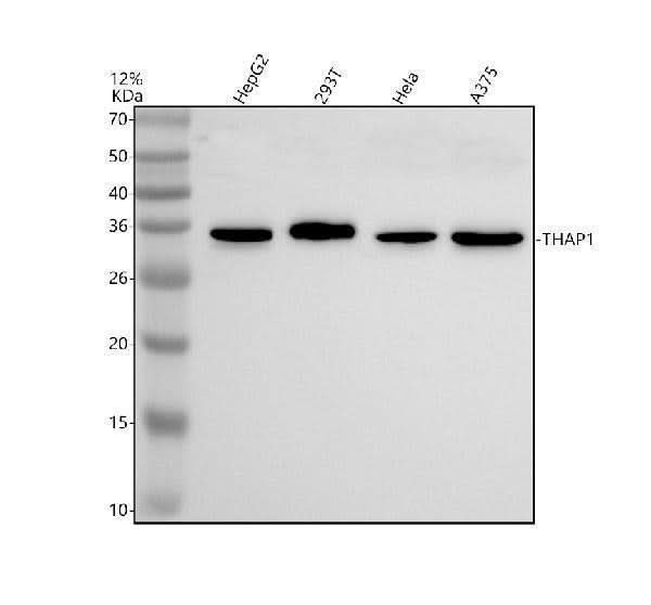 Anti-THAP1 Antibody Picoband® Boster Bio