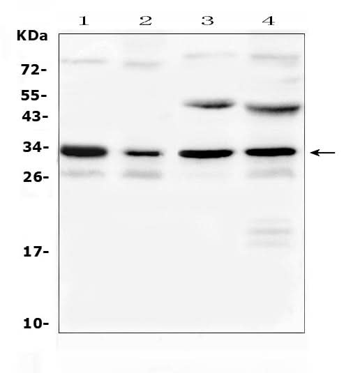 Anti-Aquaporin 3/Aqp3 Antibody Picoband® Boster Bio