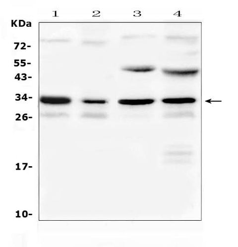 Anti-Aquaporin 3/Aqp3 Antibody Picoband® Boster Bio